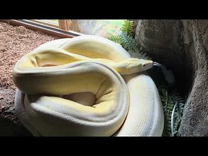 Reticulated Python unbothered, moisturised…