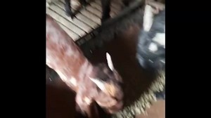 TMR Feed Back | Goat Land Farms