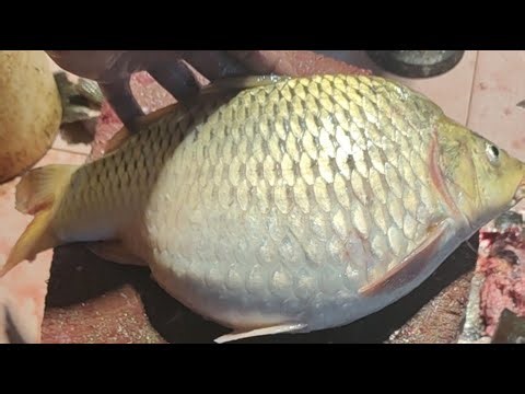 Rakib fish... is live! ডিমওয়ালা কার্ফু মাছ কাটা হচ্ছে রাঙ্গামাটি বনরুপা 💗