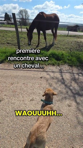 impressionnant 😯🐶 #chiot #chien #goldenretriever #labrador #puppy