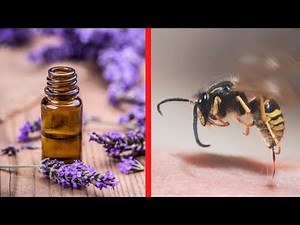 14 Home Remedies And Natural Treatments For Bee Stings | Health Tips