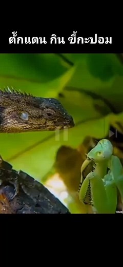 Praying Mantis Consumes Green Frog in Nature