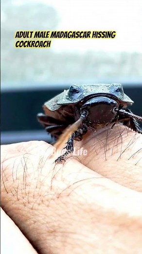 Madagascar hissing cockroach (MHC)