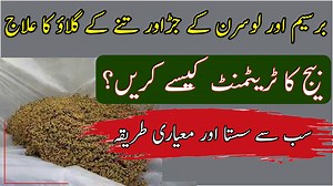 19 shares | Uses of Trichoderma| How to control Berseem & Alfalfa root rot disease|Fungal diseases control #kisannewstv #Wheat This video is about the control of root rot diseases of fodder crops.. | Kisan News TV | Facebook