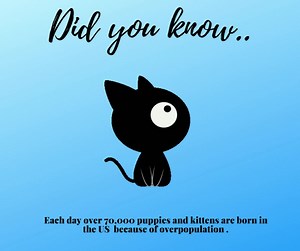 19 reactions · 20 shares | Help your pet live a healthy, happy life. | Kern County Animal Services | Facebook