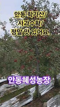 #사과수확 #안동사과 #사과가격 #안동학가산 #안동혜성농장