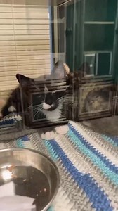 2.8K views · 75 reactions | Cat and kitten adoption special for $50.00! All adoptions include spay/neuter, microchip, vaccines, dewormer, and flea/tick treatment. Check out all our adoptable animals at https://www.onslowcountync.gov/186/Animals. Then, call 910 937-1164 to make an appointment. Thank you for choosing adoption! | Onslow County Animal Services | Facebook