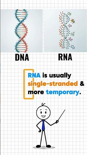 DNA vs. RNA: The REAL Difference 🧬