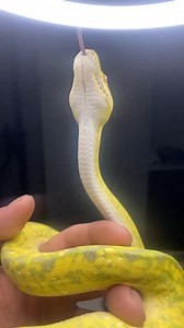 5.6K views · 117 reactions | Grinch#greentreepython #python #pythons #biak #snake #snakes #snakesofinstagram #snek #reptile #reptiles #reptilekeeper #reptilelover #pet #pets #petsofinstagram #animal #animals #daily #cute #fun #reels #instagram #tiktok #video | Black Lake Reptiles | Facebook