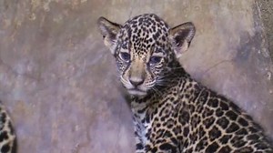Managua zoo welcomes two adorable jaguar cubs