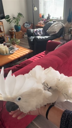 4.4K views · 78 reactions | Chief has a freak out! #lovemybird #cockatoosofinstagram #birdmom #cockatoo #chiefthecockatoo #freakout #cockatoolove | Cockatoo Love | Facebook