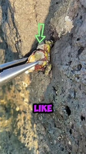 These Two Barnacles Look Similar… Until You See THIS 👀