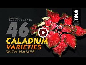 Caladium Varieties names