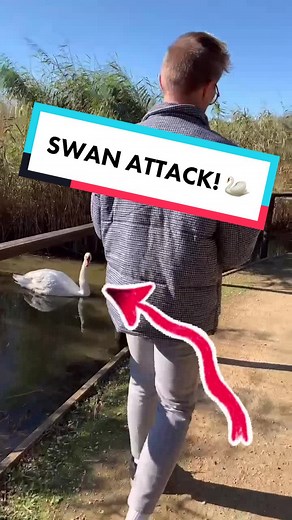 His worse fear is being attacked by a swan, how are they so beautiful but so scary?? #swan #prank #comedy #jawdrop