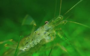 8个月更新！— （太多虾了）无过滤、无CO2、无施肥的5加仑天然水草缸