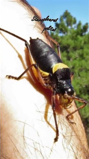 Orthoptera species: Steropleurus #spain #cricket #insects #nature