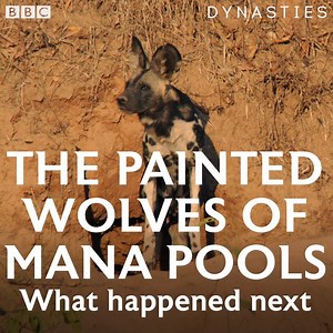 105K views · 470 reactions | There are only 6,600 painted wolves left in the world. Here's what happened to the pack from Dynasties after filming finished. | BBC One | Facebook
