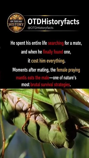 Female Praying Mantis Eats the Male