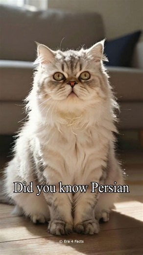 Amazing Facts on Persian Cats You Will Adore #facts