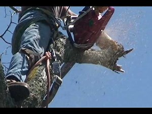 Extreme Tree Cutting