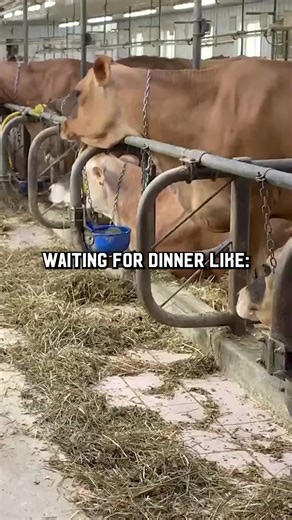 Waiting for dinner like... 😋 Did you know dairy cows eat more than 100 pounds of food a day? 🤯 Farmers work around the clock to ensure their cows have high-quality feed and areas to graze so their cows can produce the milk we all love! #NewYork #Dairy #Farming #FarmerAppreciation #DairyFarm #DairyCows