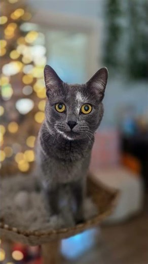 Meet our Manx Kitty!