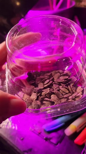 Luffa seed germination test. #gardentok #luffa #zone9b