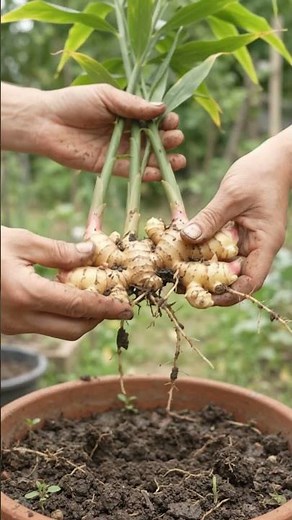 How to Grow Ginger at Home 🫚🌱#plants #garden