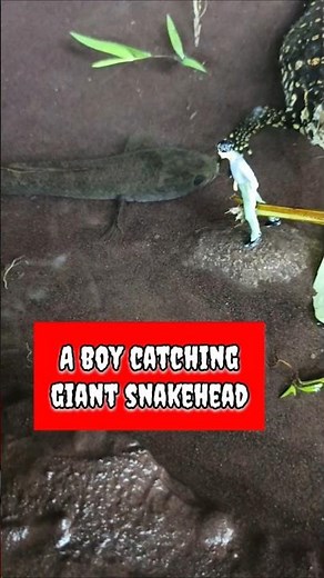 SNAKEHEAD FISH, SNAKEHEAD FISH CATCHING invasive - SNAKEHEAD FISH #shorts #fish #channa #viralvideo