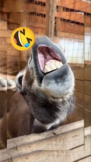 This Goat Can Sing Better Than Humans | Funny Singing Goat Video Goes Viral