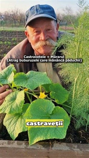 3 Pairs of Plants that Help Each Other (Vegetable Association)