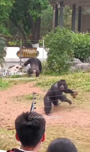 Chimp throws poop 💩 on people #shorts
