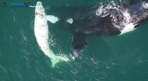 12K views · 226 reactions | WATCH: A white baby whale has been filmed playing with its mother in waters off the west coast of Australia. Using a drone camera, researchers from Murdoch University in Perth recorded a southern right whale calf frolicking with its mother. Murdoch University's Cetacean Research Unit (MUCRU) is currently working to uncover the behavioral ecology of whales. Courtesy: Mucru.org | WHAS11 News | Facebook