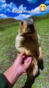 Bobak Marmot #reels #facts #science | Let's know | Facebook