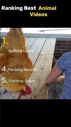 Top 5 Animal Videos That Made Us Laugh!