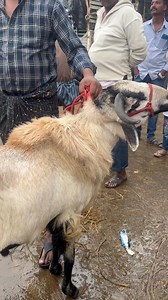 Bigg పొట్టేలు sold for ₹26000, పీలేరు, అన్నమయ్య dt, సండే 5:30 am #sheep #GOAT #marketing #gollaseenu #lkschanal #Pileru | Lks Chanal