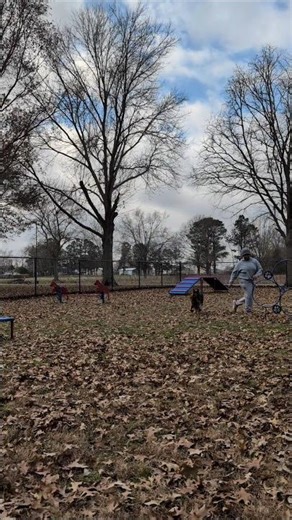 German Shepherd Obstacle Course #fyp #dog #germanshepherd #gsd #training