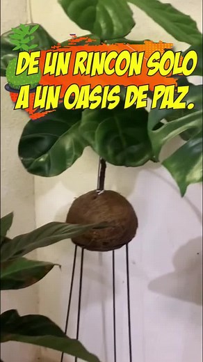 Descubre el Arte de Hacer Kokedamas en Casa
