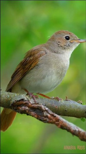 N For Nightingale | Learn Alphabet with Real Birds & Sounds | Toddler & Preschool Learning Video
