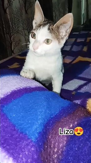 sbse jyada shararat mai hi krti hu🐈😸 #shorts#cat#catlife#yourcat#yourpet#pets#yt#cats#bestfeed#short