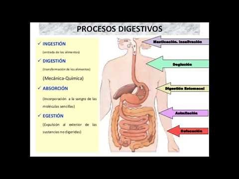 Digestión química y mecánica