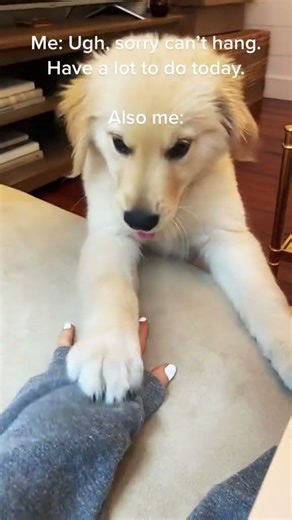 Puppy slap jack #fyp #puppies #dog #dogs