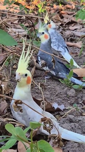Lovely Cockatiel Parrots in Wild