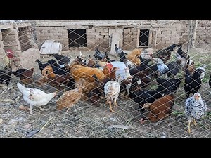 Morning Feeding Time with Chickens | Relaxing Farm Sounds for Stress Relief