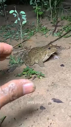 Boing catch frogs funny 🐸 #animals#frog #nature#frost 🥰