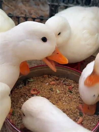 Meet the Adorable Chubby Duck: Cole's Mischievous Pet Duck Adventure