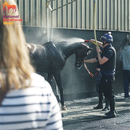 58K views · 197 reactions | An amazing opportunity 朗 Go behind the scenes of our sport and see amazing racehorses near you for free  Book your spot  nationalracehorseweek.uk | Great British Racing | Facebook