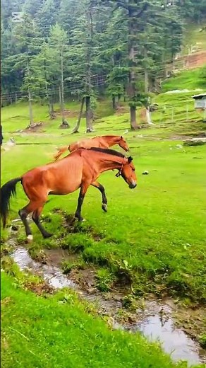"Swat Valley - Heaven on Earth | Most Beautiful Places in Pakistan 🇵🇰" #swat #sawatincident