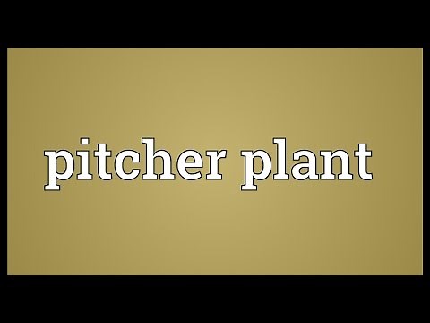 Pitcher plant Meaning
