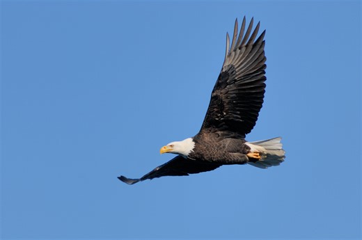 It was a record-breaking day at Hawk Mountain! 🦅 16 bald eagles soared past North Lookout today, bringing the fall 2024 migration count to 651 bald eagles… and there are still three days left of the official count! This surpasses last year’s total of 639 bald eagles for fall 2023, and judging by JF Therrien and Todd Bauman’s reactions—it’s a BIG DEAL! 🎥 by Todd Bauman, Director of Stewardship | Hawk Mountain Sanctuary Association